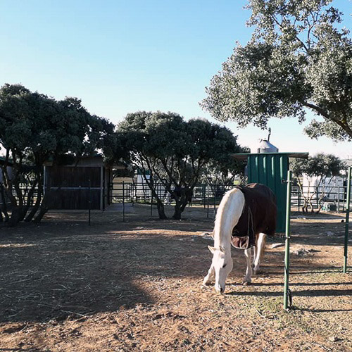 Paddock LiraEventing